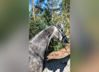 Koń hanowerski, Klacz, 5 lat, 165 cm, Siwa