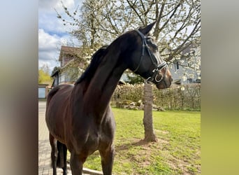 Koń hanowerski, Klacz, 5 lat, 165 cm, Skarogniada