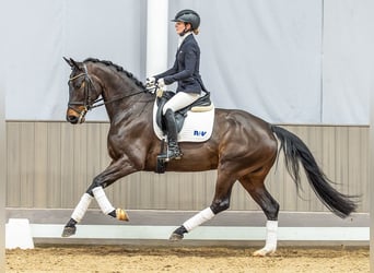 Koń hanowerski, Klacz, 5 lat, 166 cm, Ciemnogniada