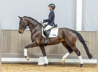 Koń hanowerski, Klacz, 5 lat, 166 cm, Ciemnogniada