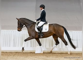 Koń hanowerski, Klacz, 5 lat, 166 cm, Ciemnogniada