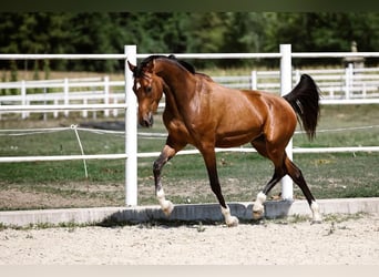 Koń hanowerski, Klacz, 5 lat, 166 cm, Gniada