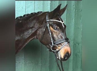 Koń hanowerski, Klacz, 5 lat, 166 cm, Gniada