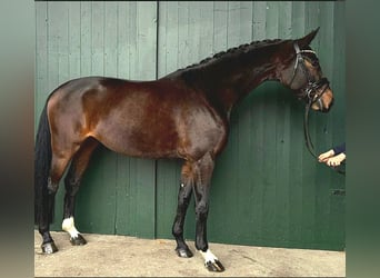 Koń hanowerski, Klacz, 5 lat, 166 cm, Gniada