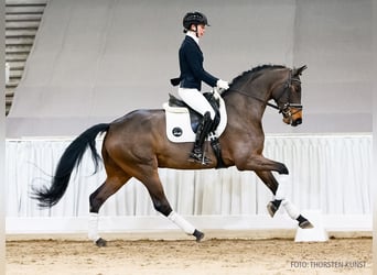 Koń hanowerski, Klacz, 5 lat, 166 cm, Gniada