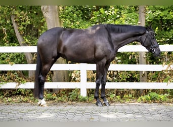 Koń hanowerski, Klacz, 5 lat, 166 cm, Kara