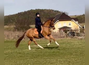 Koń hanowerski, Klacz, 5 lat, 166 cm, Kasztanowata