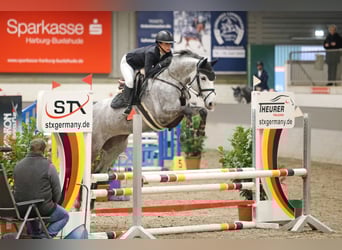 Koń hanowerski, Klacz, 5 lat, 166 cm, Siwa