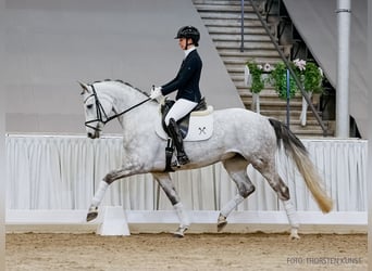 Koń hanowerski, Klacz, 5 lat, 166 cm, Siwa