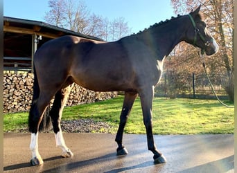 Koń hanowerski, Klacz, 5 lat, 166 cm, Skarogniada