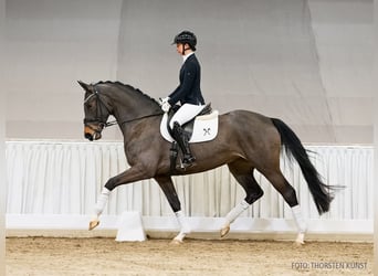 Koń hanowerski, Klacz, 5 lat, 167 cm, Ciemnogniada