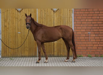 Koń hanowerski, Klacz, 5 lat, 167 cm, Ciemnokasztanowata