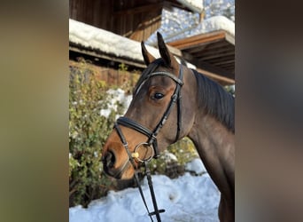Koń hanowerski, Klacz, 5 lat, 167 cm, Gniada