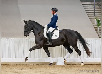 Koń hanowerski, Klacz, 5 lat, 167 cm, Kara