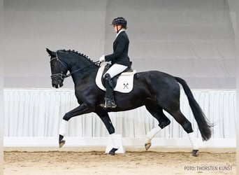 Koń hanowerski, Klacz, 5 lat, 167 cm, Kara