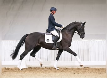 Koń hanowerski, Klacz, 5 lat, 167 cm, Kara