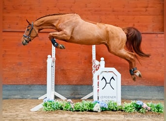 Koń hanowerski, Klacz, 5 lat, 167 cm, Kasztanowata