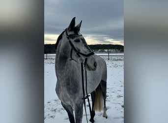Koń hanowerski, Klacz, 5 lat, 167 cm, Siwa