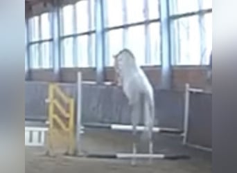 Koń hanowerski, Klacz, 5 lat, 167 cm, Siwa