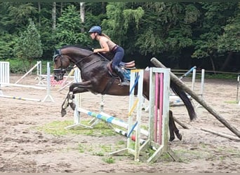 Koń hanowerski, Klacz, 5 lat, 168 cm, Ciemnogniada