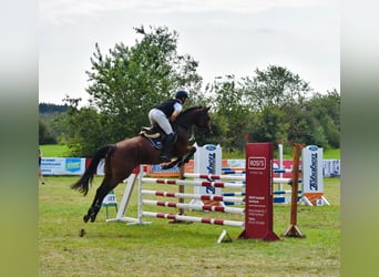 Koń hanowerski, Klacz, 5 lat, 168 cm, Gniada