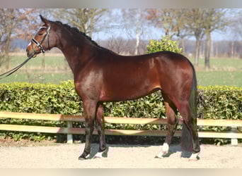 Koń hanowerski, Klacz, 5 lat, 168 cm, Gniada