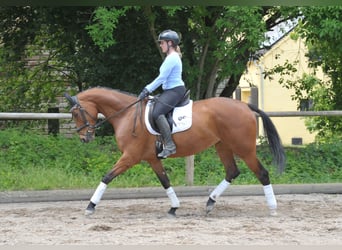 Koń hanowerski, Klacz, 5 lat, 168 cm, Gniada