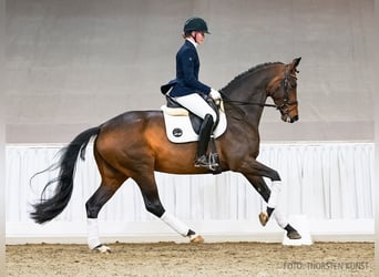 Koń hanowerski, Klacz, 5 lat, 168 cm, Gniada