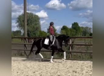 Koń hanowerski, Klacz, 5 lat, 168 cm, Kara