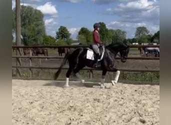 Koń hanowerski, Klacz, 5 lat, 168 cm, Kara