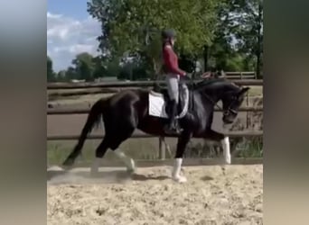Koń hanowerski, Klacz, 5 lat, 168 cm, Kara