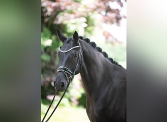 Koń hanowerski, Klacz, 5 lat, 168 cm, Kara