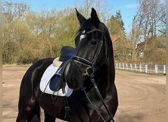 Koń hanowerski, Klacz, 5 lat, 168 cm, Kara