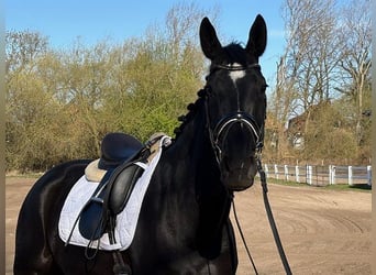 Koń hanowerski, Klacz, 5 lat, 168 cm, Kara