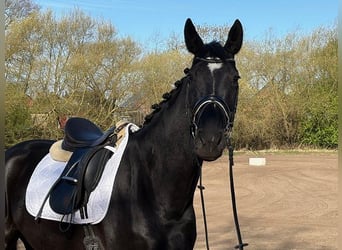Koń hanowerski, Klacz, 5 lat, 168 cm, Kara