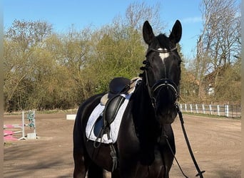 Koń hanowerski, Klacz, 5 lat, 168 cm, Kara