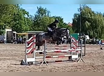 Koń hanowerski, Klacz, 5 lat, 168 cm, Karosiwa