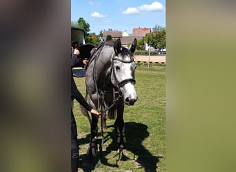 Koń hanowerski, Klacz, 5 lat, 168 cm, Karosiwa