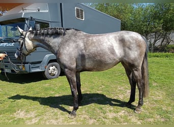 Koń hanowerski, Klacz, 5 lat, 168 cm, Karosiwa