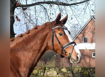 Koń hanowerski, Klacz, 5 lat, 168 cm, Kasztanowata