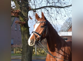 Koń hanowerski, Klacz, 5 lat, 168 cm, Kasztanowata