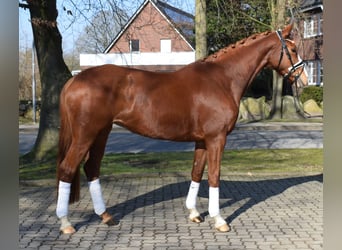 Koń hanowerski, Klacz, 5 lat, 168 cm, Kasztanowata