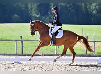 Koń hanowerski, Klacz, 5 lat, 168 cm, Kasztanowata