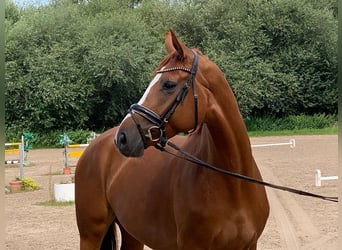 Koń hanowerski, Klacz, 5 lat, 168 cm, Kasztanowata