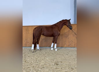 Koń hanowerski, Klacz, 5 lat, 168 cm, Kasztanowata