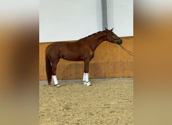 Koń hanowerski, Klacz, 5 lat, 168 cm, Kasztanowata