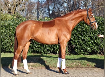 Koń hanowerski, Klacz, 5 lat, 168 cm, Kasztanowata