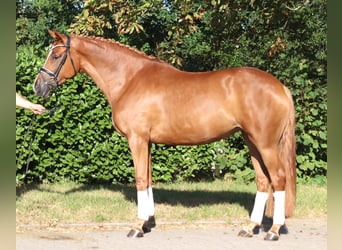 Koń hanowerski, Klacz, 5 lat, 168 cm, Kasztanowata