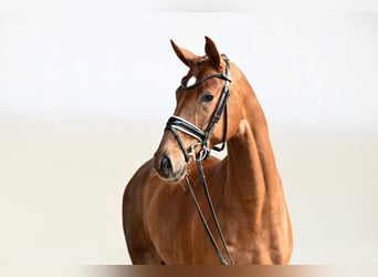 Koń hanowerski, Klacz, 5 lat, 168 cm, Kasztanowata