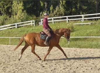 Koń hanowerski, Klacz, 5 lat, 168 cm, Kasztanowata